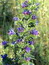 Echium vulgare, Blaue Ochsenzunge, Natternkopf, Färbepflanze, Färberpflanze, Pflanzenfarben,  färben, Klostergarten Seligenstadt